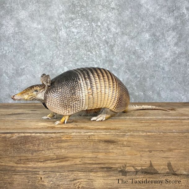 Armadillo Life-Size Mount For Sale #27380 @ The Taxidermy Store