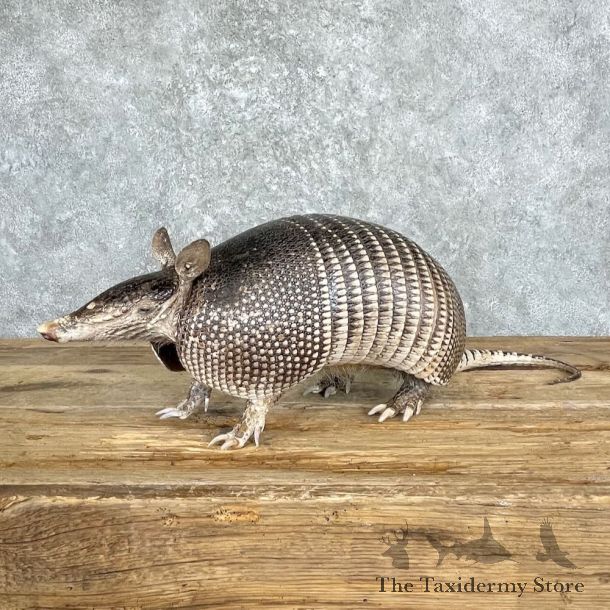 Armadillo Life-Size Mount For Sale #27381 @ The Taxidermy Store