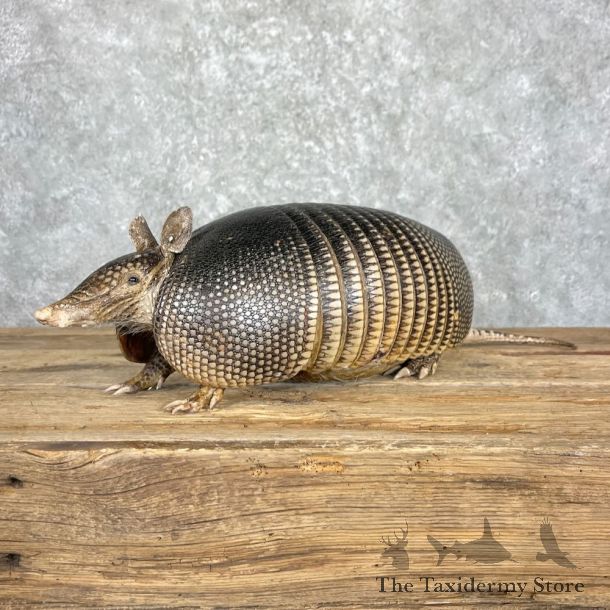 Armadillo Life-Size Mount For Sale #27382 @ The Taxidermy Store