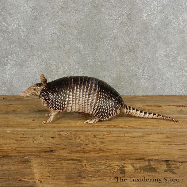 Armadillo Life-Size Mount For Sale #17054 @ The Taxidermy Stor