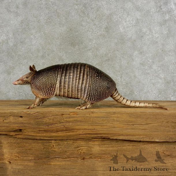Armadillo Life-Size Mount For Sale #17055 @ The Taxidermy Stor