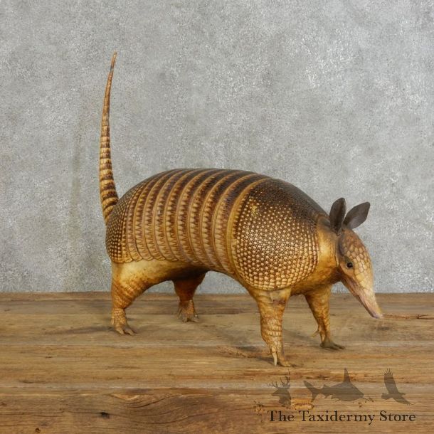 Armadillo Life-Size Mount For Sale #17221 @ The Taxidermy Stor