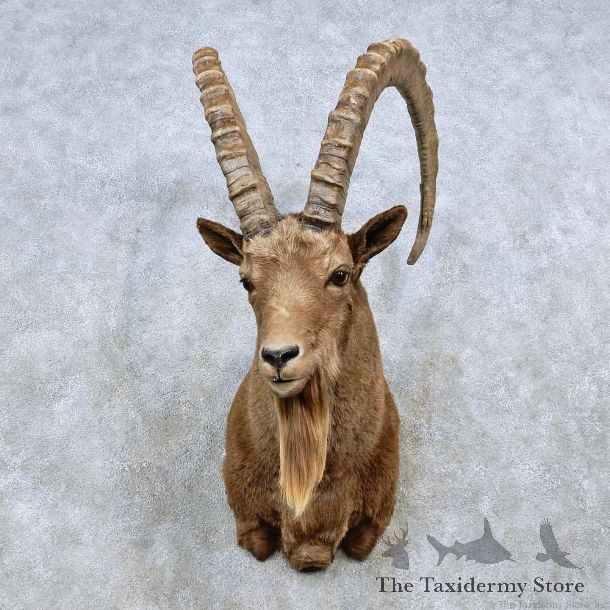 Mid Asian Ibex Shoulder Mount For Sale #14554 @ The Taxidermy Store