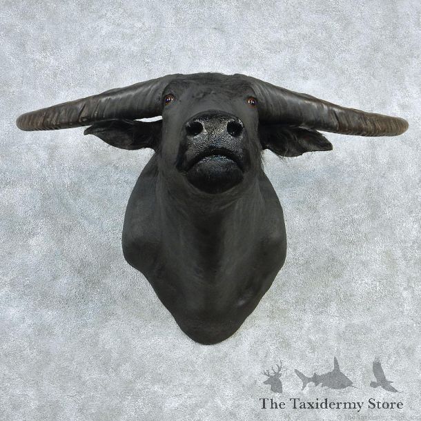Water Buffalo Shoulder Taxidermy Head Mount #12739 For Sale @ The Taxidermy Store