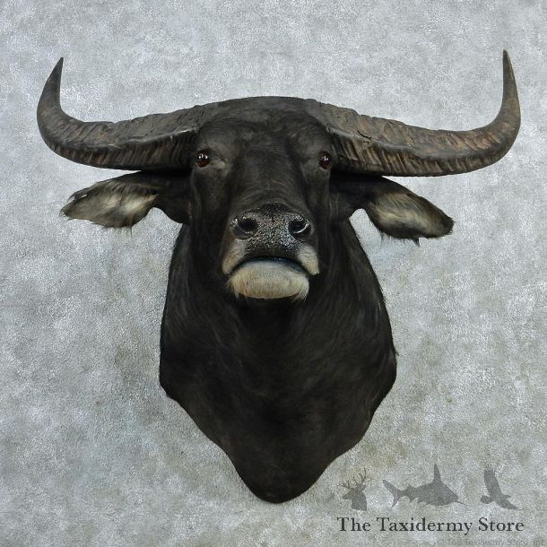 Asian Water Buffalo Shoulder Taxidermy Mount-M1 #12821 For Sale @ The Taxidermy Store