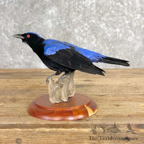 Asian Fairy-Bluebird Mount For Sale #27959 @ The Taxidermy Store
