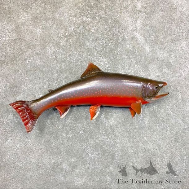 Atlantic Char Fish Mount #23891 For Sale @ The Taxidermy Store