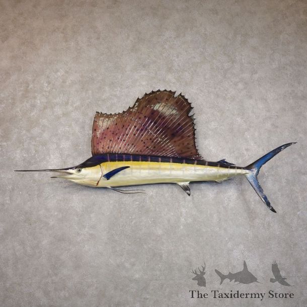 Atlantic Sailfish Fish Mount For Sale #22154 @ The Taxidermy Store