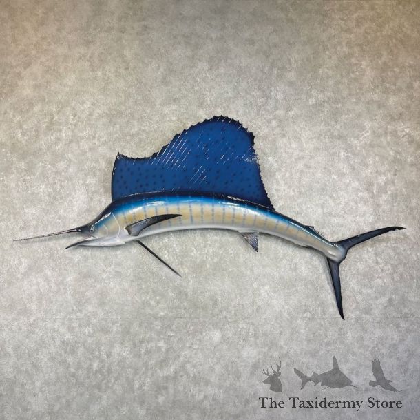Atlantic Sailfish Fish Mount For Sale #25975 @ The Taxidermy Store