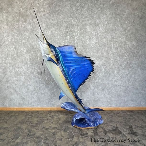 Atlantic Sailfish Mount For Sale #25728 @ The Taxidermy Store