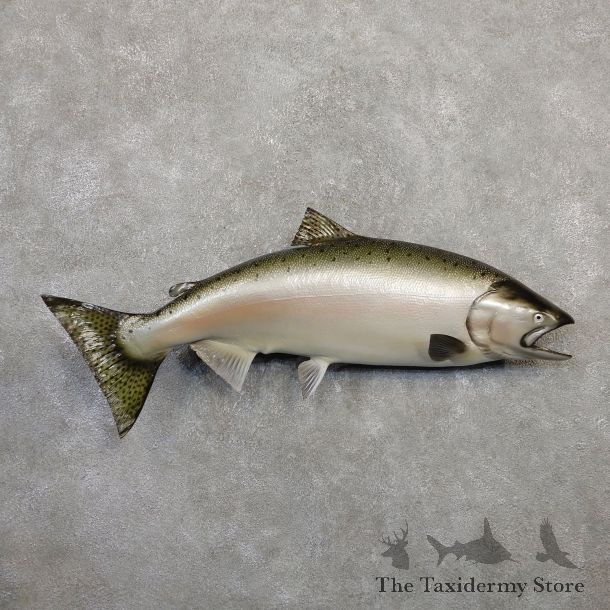 Atlantic Salmon Fish Mount For Sale #20055 @ The Taxidermy Store