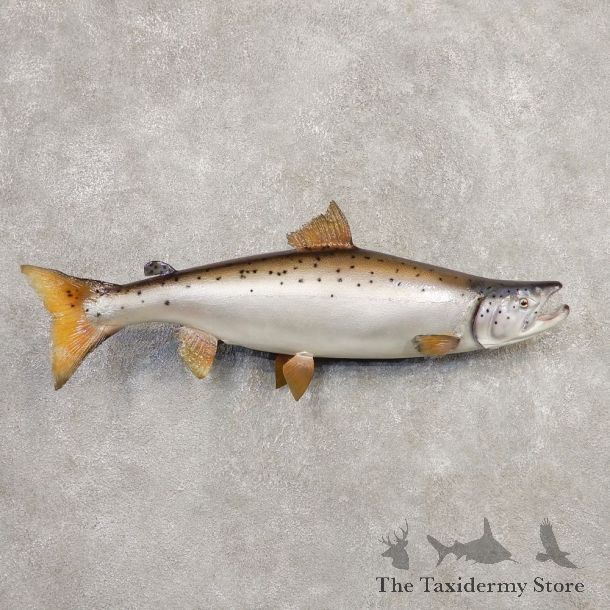 Atlantic Salmon Fish Mount For Sale #20352 @ The Taxidermy Store