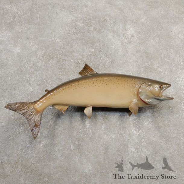 Atlantic Salmon Fish Mount For Sale #20586 @ The Taxidermy Store