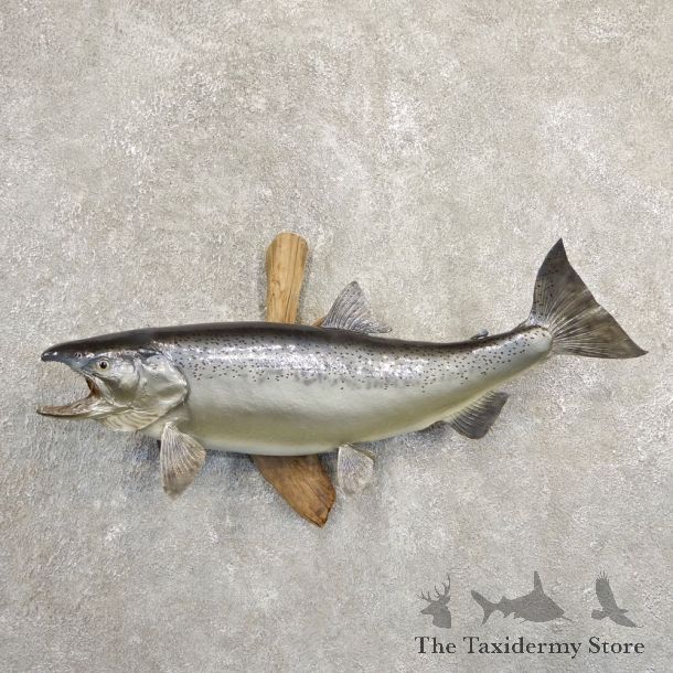 Atlantic Salmon Fish Mount For Sale #20840 @ The Taxidermy Store