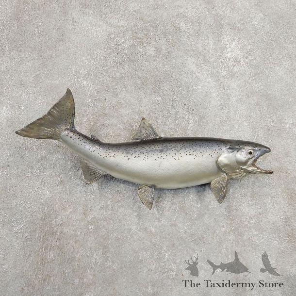 Atlantic Salmon Fish Mount For Sale #20908 @ The Taxidermy Store