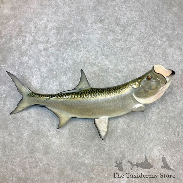 Atlantic Tarpon Fish Mount #23275 For Sale @ The Taxidermy Store