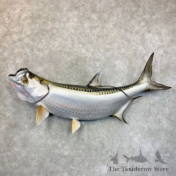 Atlantic Tarpon Fish Mount #23604 For Sale @ The Taxidermy Store