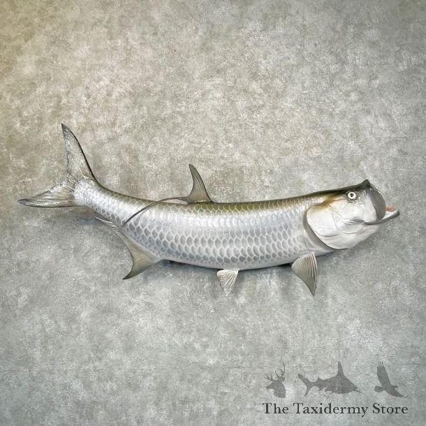 Atlantic Tarpon Fish Mount #24932 For Sale @ The Taxidermy Store