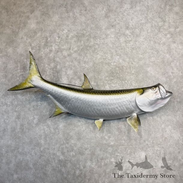 Atlantic Tarpon Fish Mount For Sale #27233 @ The Taxidermy Store