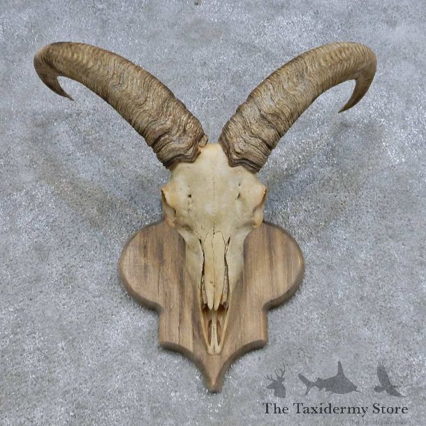 Aoudad Skull & Horn European Mount For Sale #14684 @ The Taxidermy Store