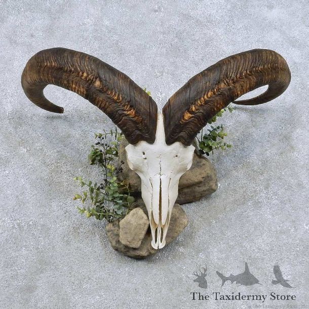 Aoudad Skull & Horn European Mount For Sale #14891 @ The Taxidermy Store