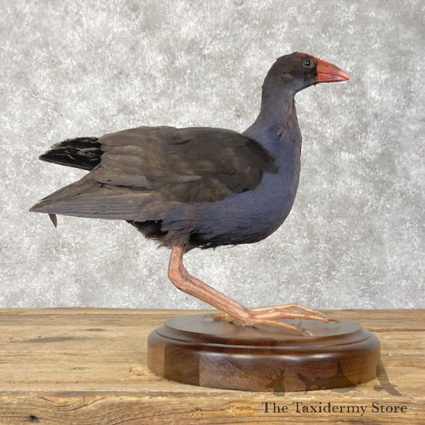 Australasian Swamphen Bird Mount For Sale #28409 @ The Taxidermy Store