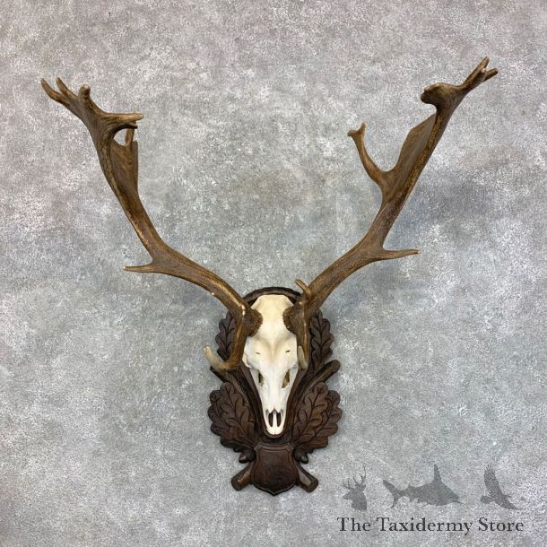 Austrian Fallow Deer Skull Antler European Mount For Sale #23443 @ The Taxidermy Store