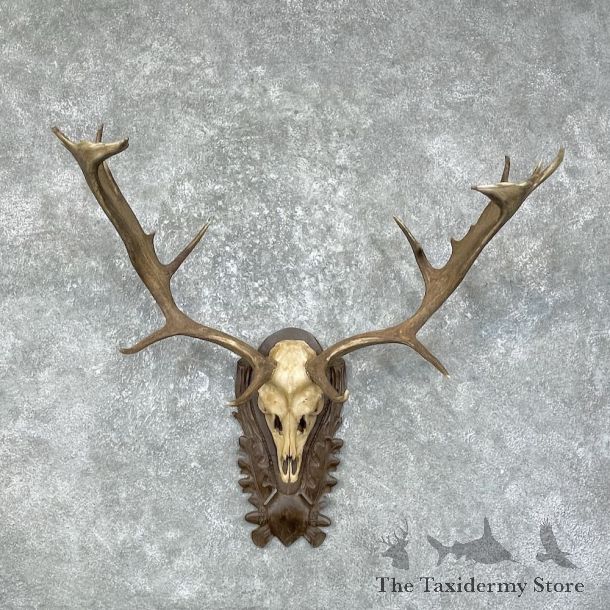 Austrian Fallow Deer Skull & Antler European Mount For Sale #25602 - The Taxidermy Store