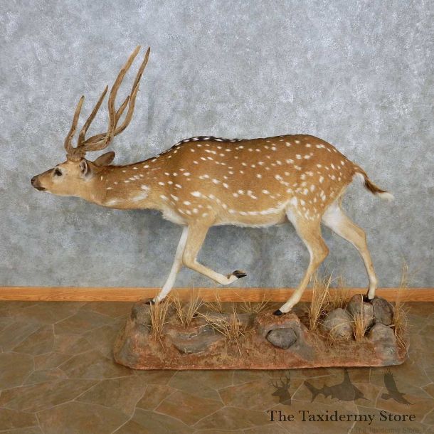 Axis Deer Life-Size Mount For Sale #15120 @ The Taxidermy Store
