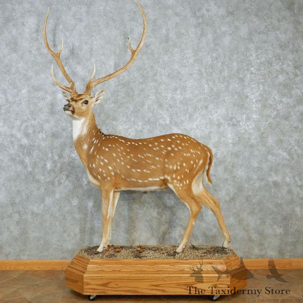 Axis Deer Standing Life Size Taxidermy Mount #12955 For Sale @ The Taxidermy Store