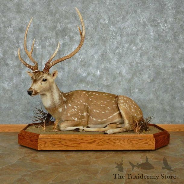 Axis Deer Laying Life-Size Mount #13471 For Sale @ The Taxidermy Store
