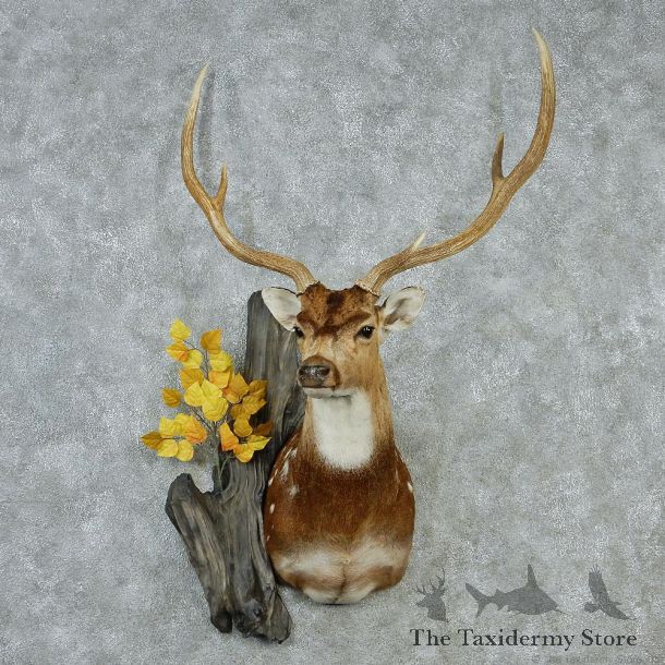 Axis Deer Mount M1 #12839 For Sale @ The Taxidermy Store