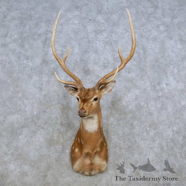 Axis Deer Shoulder Mount For Sale #14273 @ The Taxidermy Store