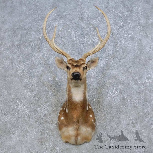 Axis Deer Shoulder Mount For Sale #14669 @ The Taxidermy Store