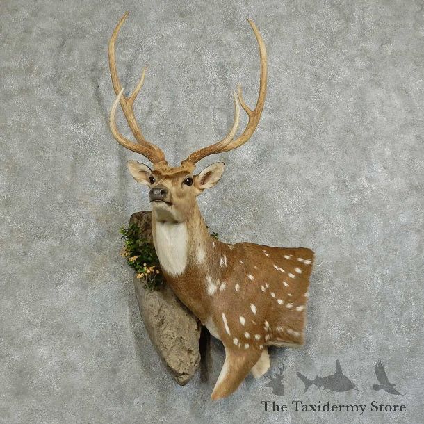 Axis Deer Wall Pedestal Mount For Sale #16043 @ The Taxidermy Store