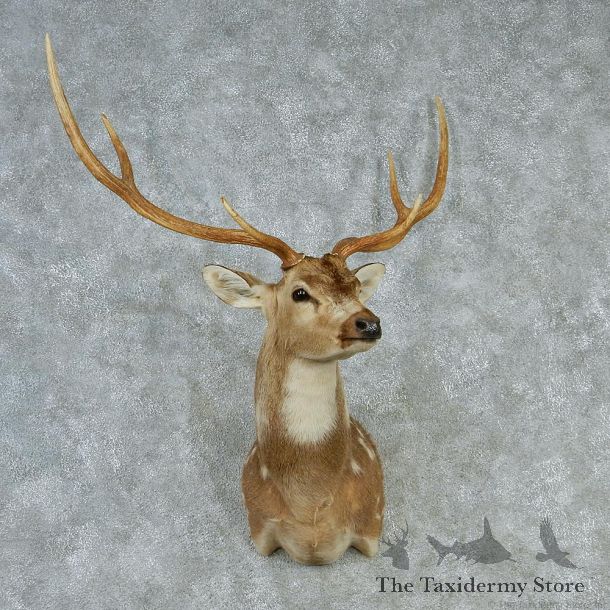 Chital-Shoulder-Taxidermy-Mount-M1-#12817-For-Sale-@-The-Taxidermy-Store.jpg