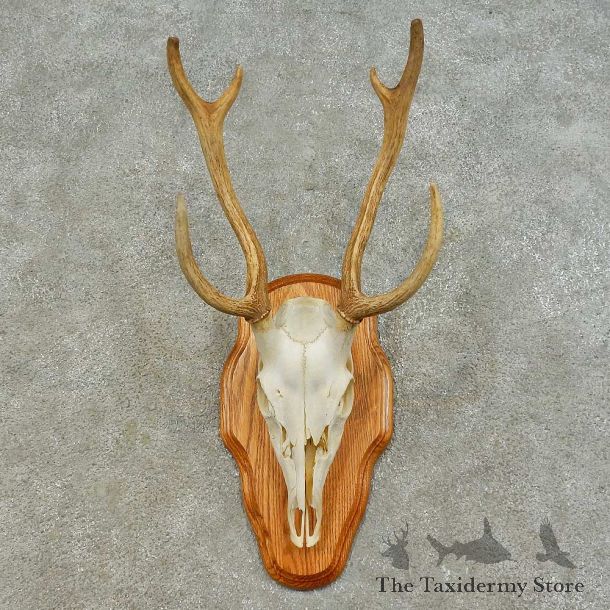 Axis Deer Skull & Horn European Mount For Sale #16371 @ The Taxidermy Store