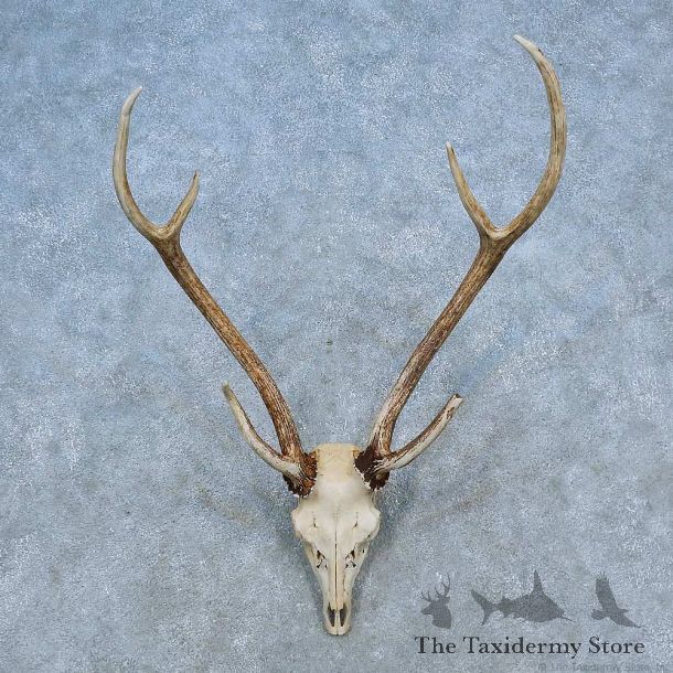 Axis Deer Skull Antler European Mount For Sale #15513 @ The Taxidermy Store