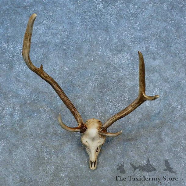 Axis Deer Skull Antler European Mount For Sale #15516 @ The Taxidermy Store