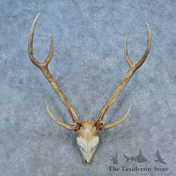 Axis Deer Skull Antler European Mount For Sale #15517 @ The Taxidermy Store