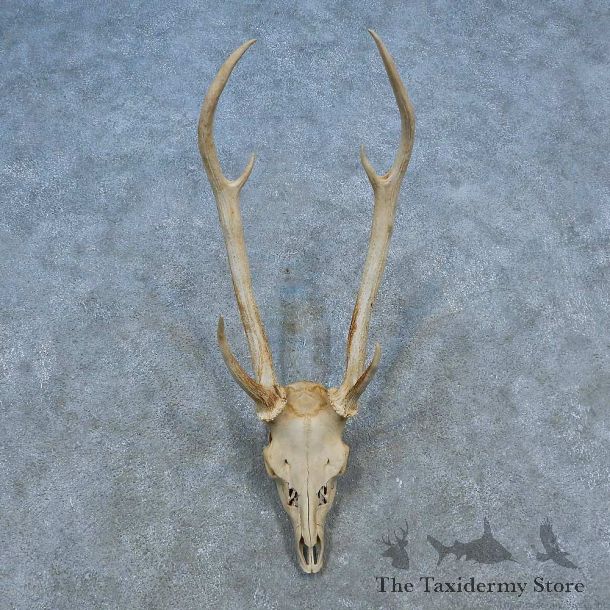 Axis Deer Skull Antler European Mount For Sale #15549 @ The Taxidermy Store
