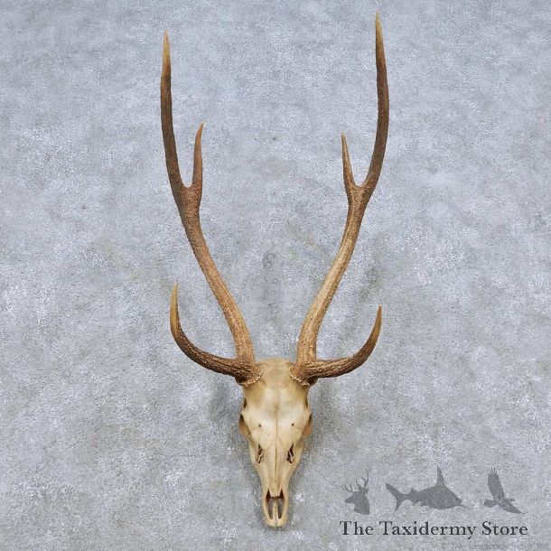 Axis Deer Skull & Antler European Mount For Sale #14539 @ The Taxidermy Store