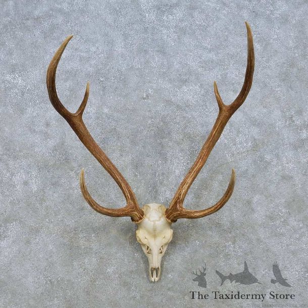 Axis Deer Skull & Horn European Mount For Sale #15164 @ The Taxidermy Store