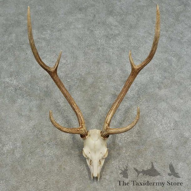 Axis Deer Skull European Mount For Sale #16670 @ The Taxidermy Store