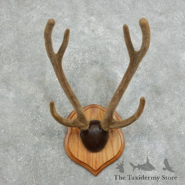 Axis Deer Plaque Mount For Sale #18342 @ The Taxidermy Store