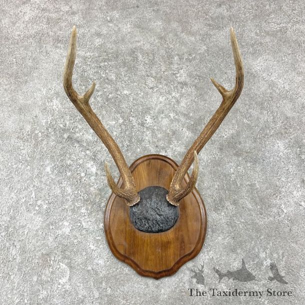 Axis Deer Plaque Mount For Sale #25948 @ The Taxidermy Store