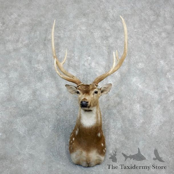Axis Deer Shoulder Mount For Sale #18284 @ The Taxidermy Store