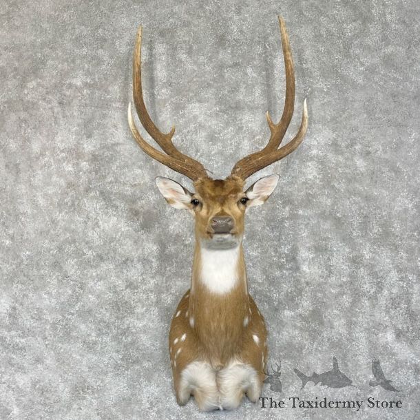 Axis Deer Shoulder Mount For Sale #28074 @ The Taxidermy Store