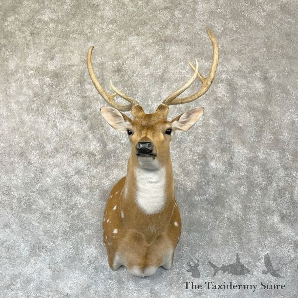 Axis Deer Shoulder Mount For Sale #28272 @ The Taxidermy Store