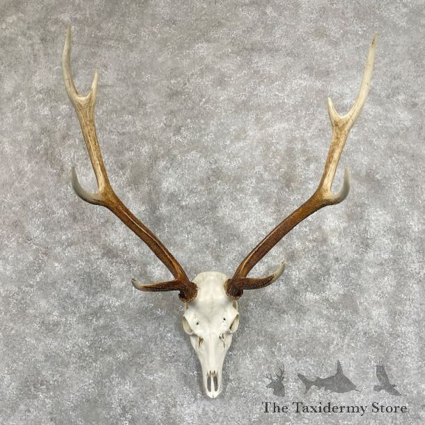 Axis Deer Skull & Antler European Mount For Sale #28066 @ The Taxidermy Store